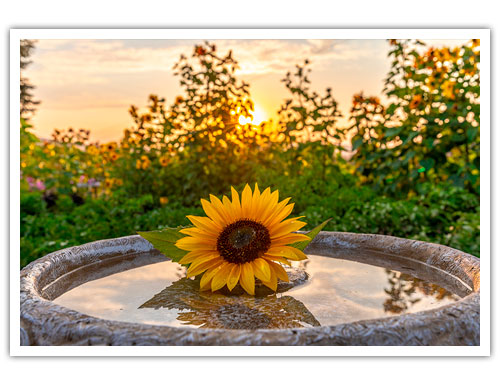as a Fine Art Print