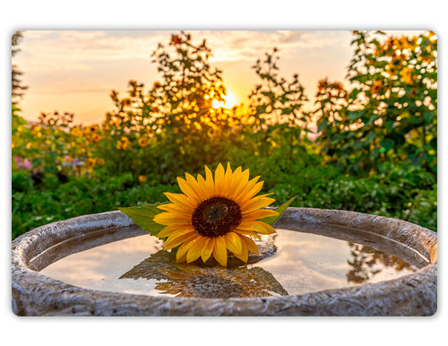 as a Metal Print